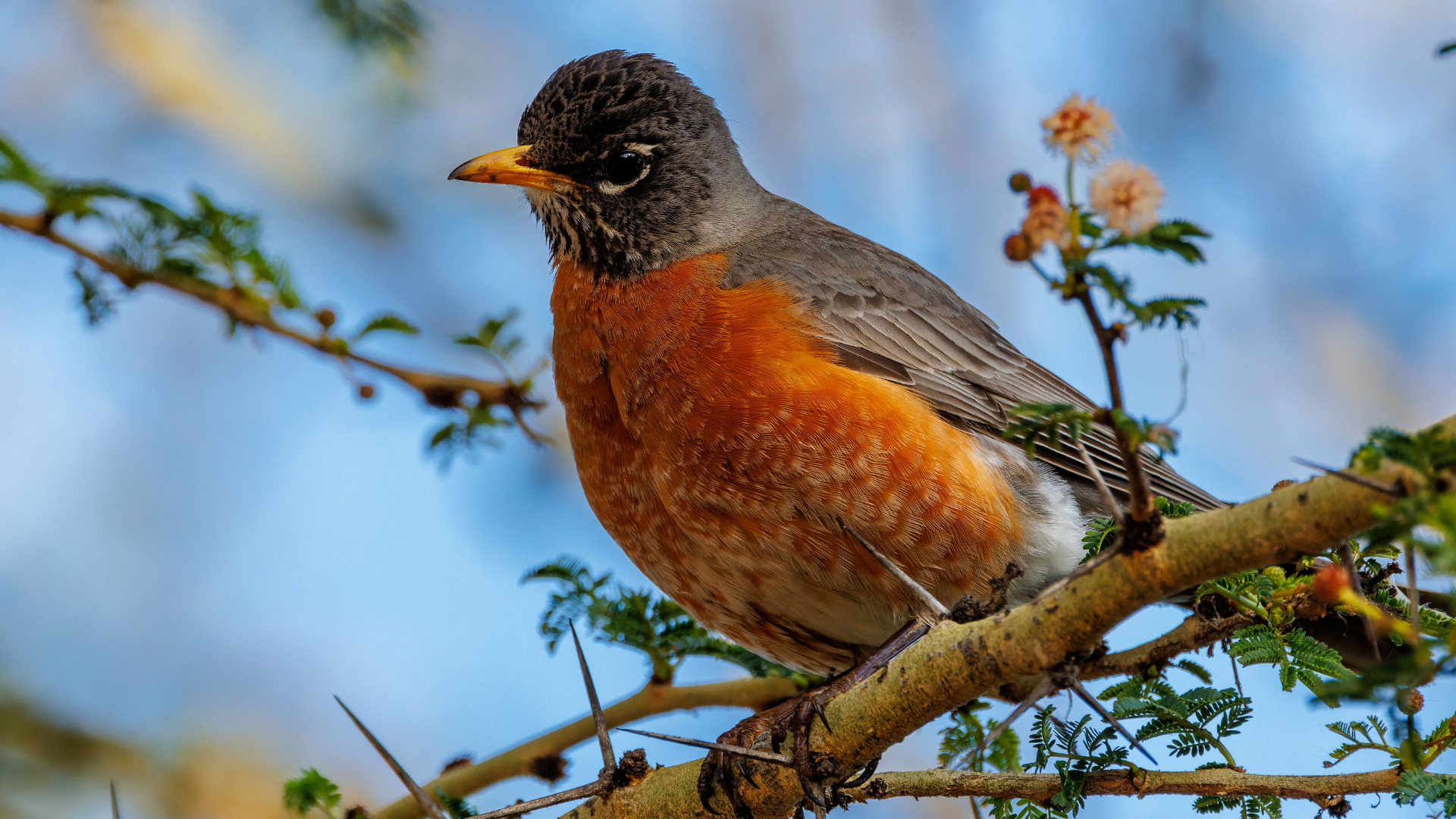 American Robin (FIRST Sighted) 