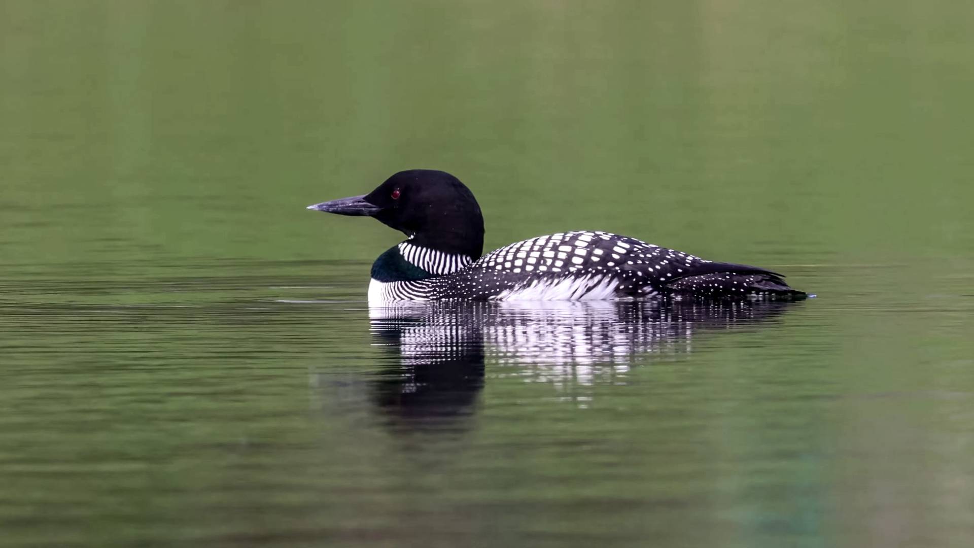Common Loon (FIRST Sighted)