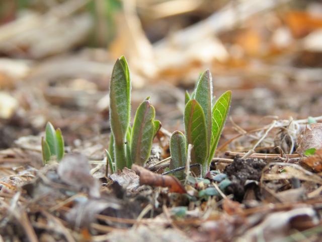 Milkweed (FIRST Sighted)