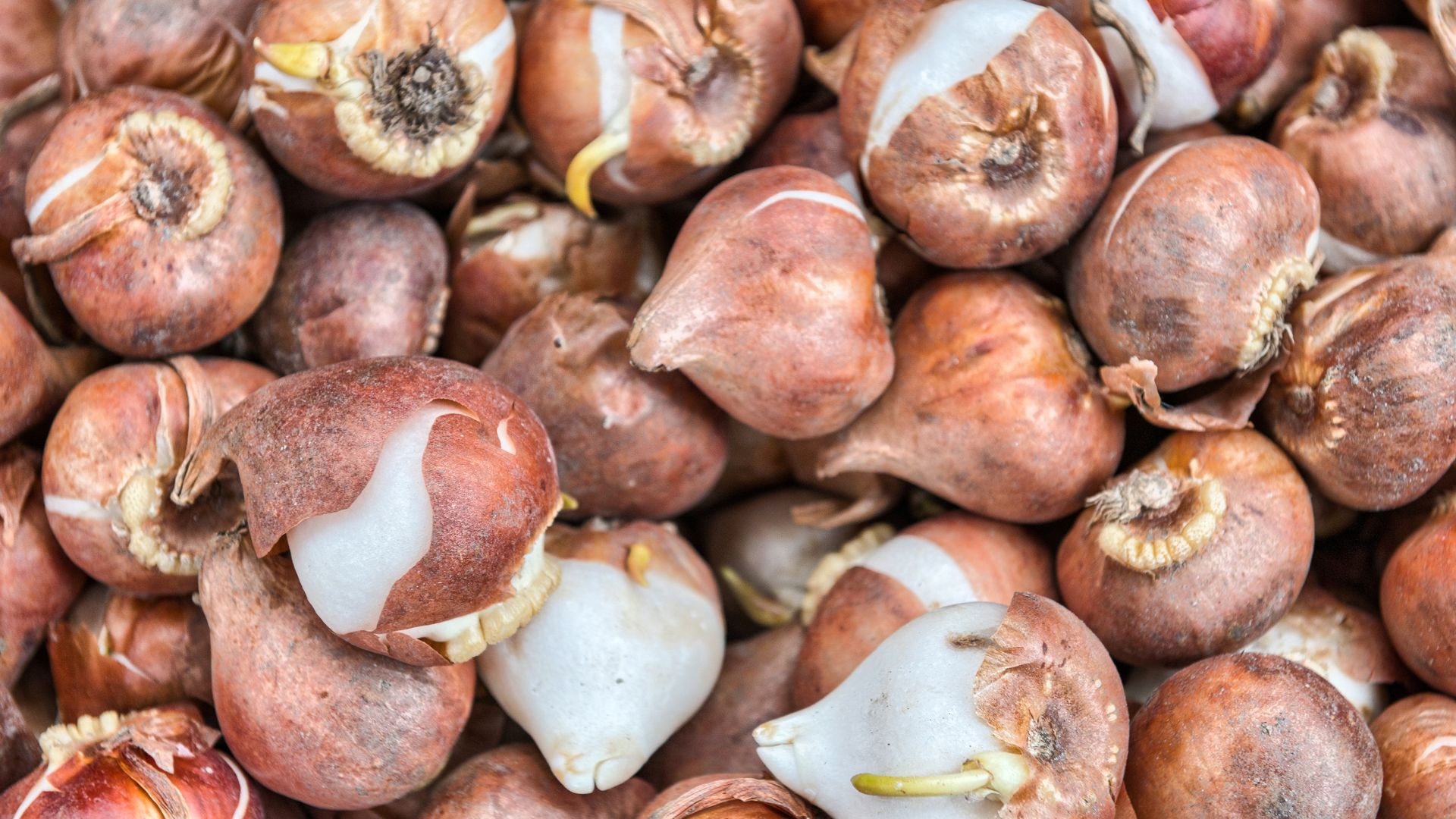 All Other Tulips (Bulb Planted)