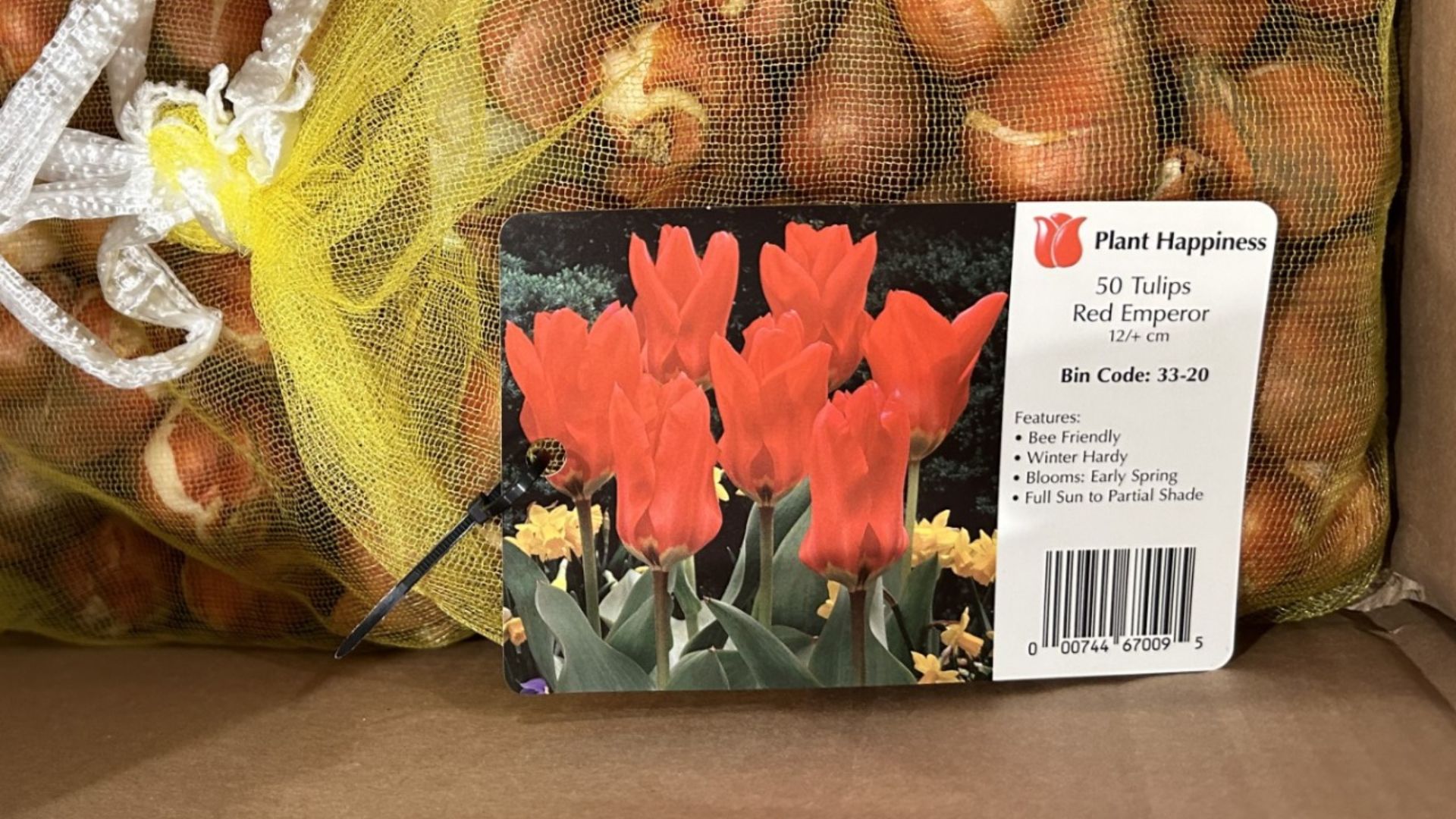 Red Emperor Tulip (Bulb Planted)