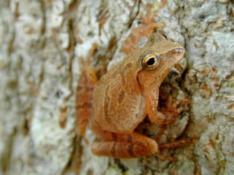 Frog (First HEARD singing)