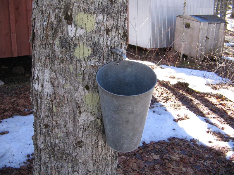 Maple Syrup (FIRST Sap Run)